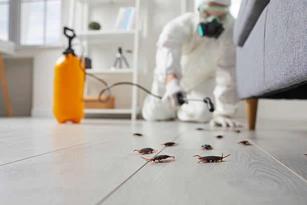 Commercial Kitchen Cockroach Control in Electra